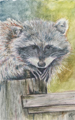 a raccoon on a fence painting