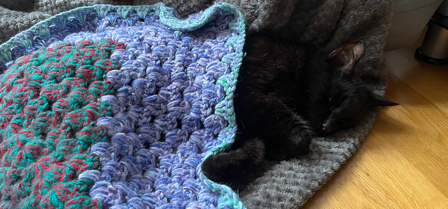 Cat asleep under blanket