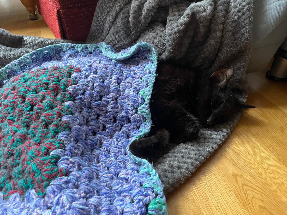 Cat asleep under blanket