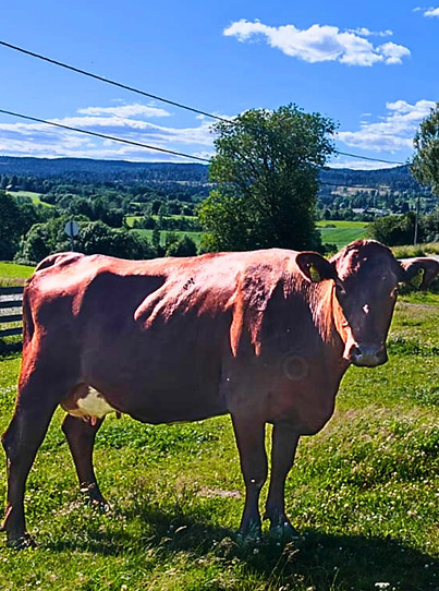 Husdyr på gård før vurdering av fjøssprøyting og sprøytemaling av landbruksbygg