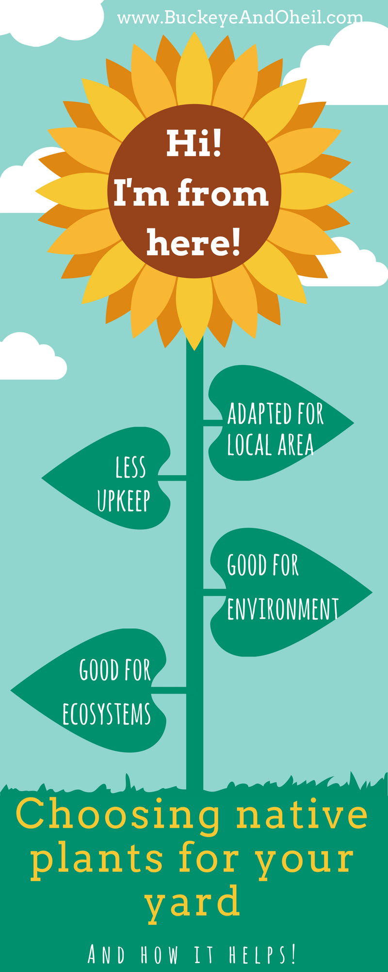 Infographic: choosing native plants for your yard and how it helps!