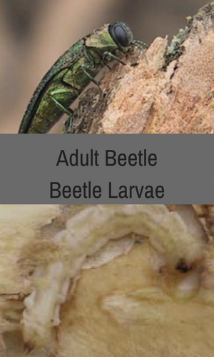 Emerald Ash Borer adult beetle and beetle larvae.