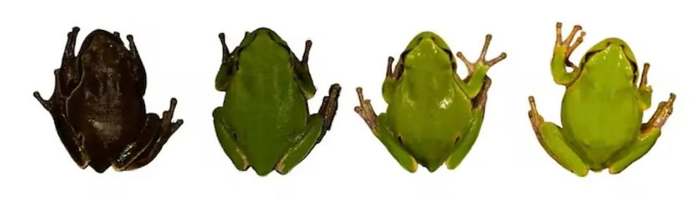 Photo by Germán Orizaola and Pablo Burraco