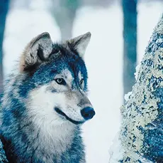 Return of Gray Wolves