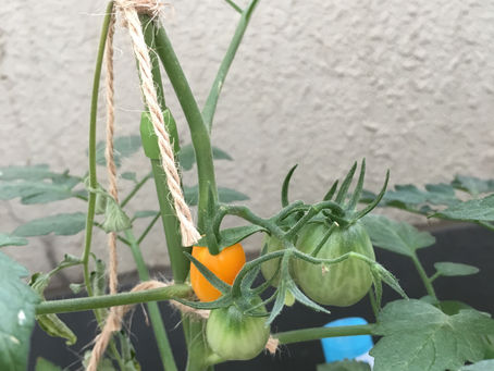 家庭菜園始めました!