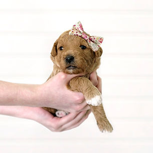 red abstract markings mini goldendoodle puppy 2 weeks old F2b