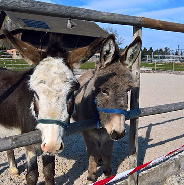 Die Esel Carlito und Charlie