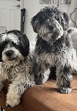 Auggie & Juniper_edited.jpg