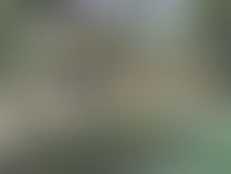 Над кромкой леса розовая дымка