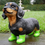 Thumbnail: Dog In Boots
