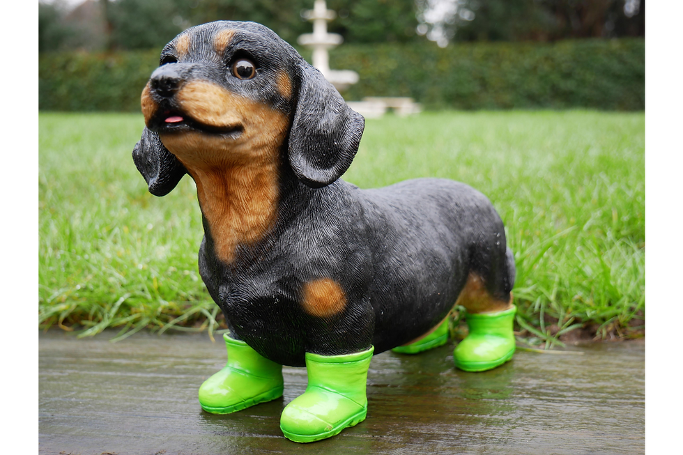 Dog In Boots