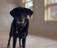 Concealing Pet Ownership: Staging your home