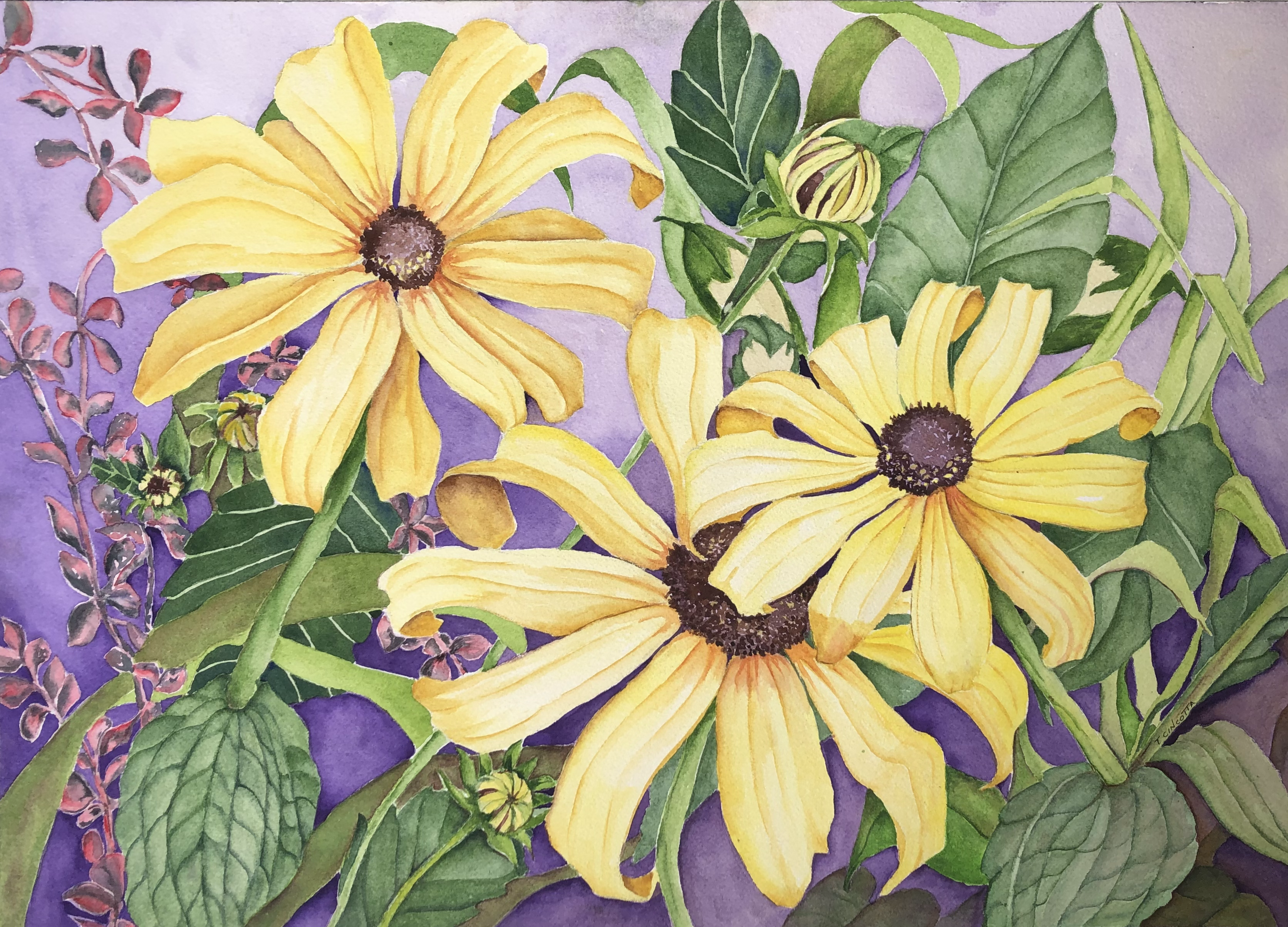 A Black Eye SusanKind of Day