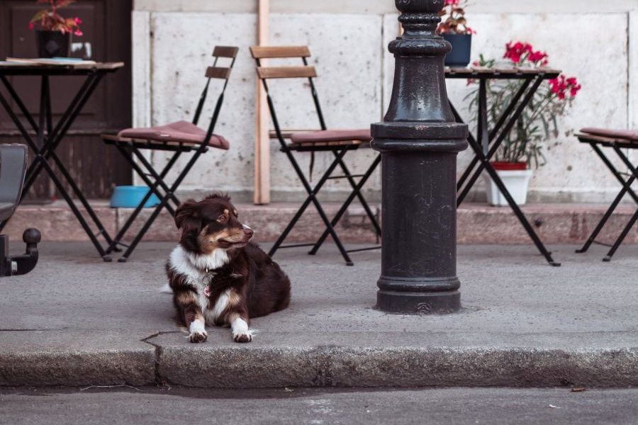 Prag gehört zu Europas besten Städten für Reisen mit Hund