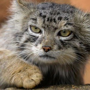 Sommeraktion im Prager Zoo: Nach 17 Uhr Eintritt für nur 100 Kronen