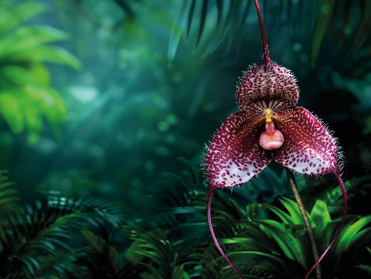Faszinierende Welt der Orchideen: Ausstellung im Botanischen Garten Prag