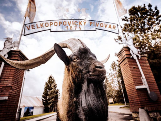 Klobáskofest 2025: Deftige Spezialitäten und Brautradition in Velké Popovice
