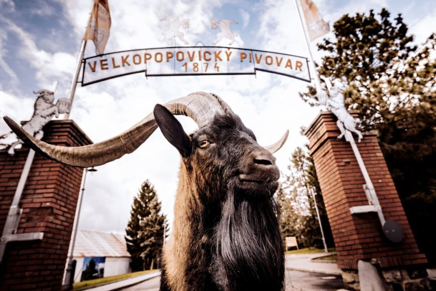 Klobáskofest 2025: Deftige Spezialitäten, Bier und Brautradition in Velké Popovice