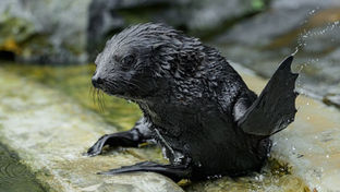 Seebären-Nachwuchs Jabulani erstmals im Prager Zoo zu sehen