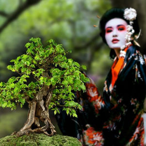 Bonsai-Festival und japanische Kultur im Juni im Botanischen Garten Prag