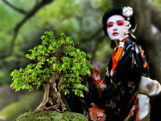 Bonsai-Festival und japanische Kultur im Juni im Botanischen Garten Prag