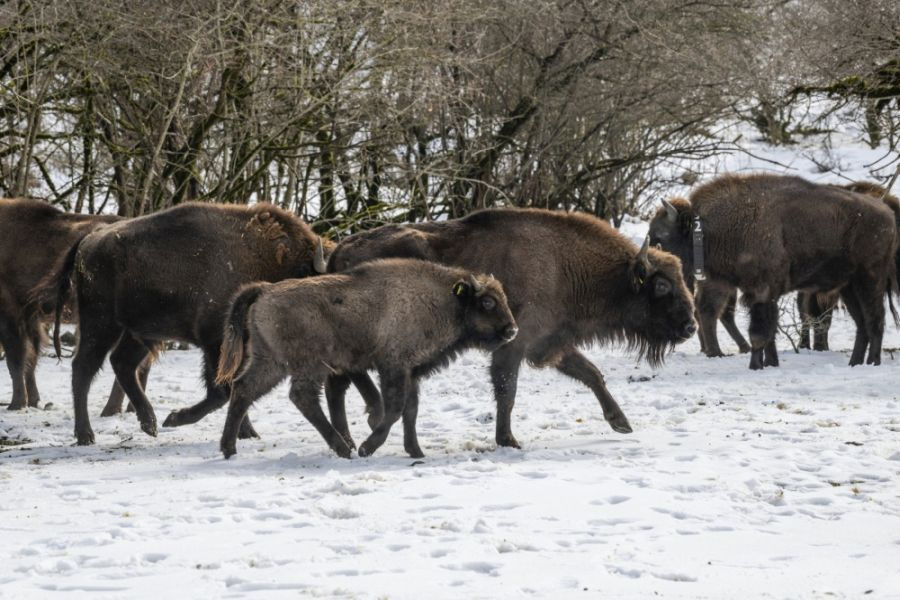 Europäische Bisons aus Prag und Olmütz stärken Population in Aserbaidschan