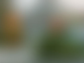 Tipps zur richtigen Weihnachtsbaum-Entsorgung in Prag