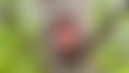 Prag 1 installiert Dutzende Nistkästen: Erstes Projekt dieser Art im Stadtzentrum