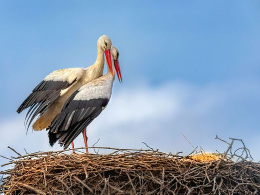 Milder Winter: Die ersten Störche sind zurück in Tschechien