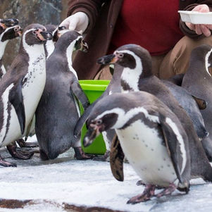 Weihnachten im Prager Zoo: Eintritt über die Feiertage für nur 100 CZK