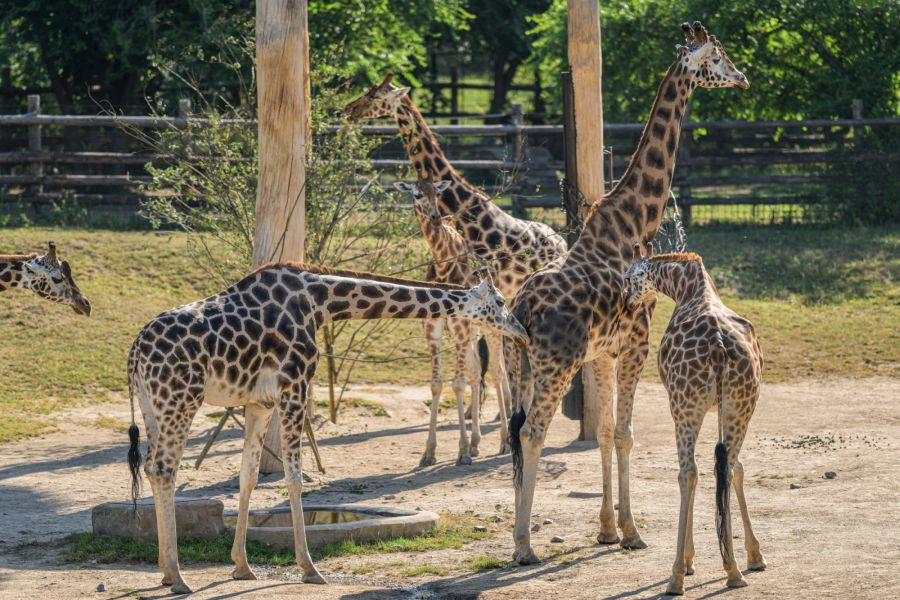 Neuer Zuchtbulle: Giraffenmännchen Finn zieht in den Prager Zoo