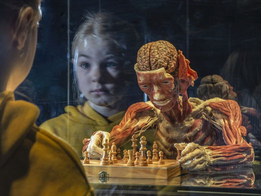 Das menschliche Innenleben hautnah: BODY WORLDS kommt nach Prag