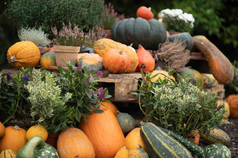 Prager Botanischer Garten lädt zur Kürbisausstellung ganz im Zeichen der Urzeit