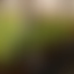 Frühlingserwachen trifft zeitgenössische Kunst: Ausstellung „Vorfrühling“ in der Königlichen Gartenanlage der Prager Burg