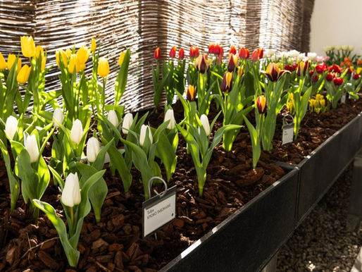 Frühlingserwachen trifft zeitgenössische Kunst: Ausstellung „Vorfrühling“ in der Königlichen Gartenanlage der Prager Burg