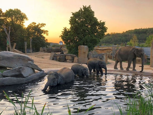 Prager Zoo feiert am Samstag den Welt-Elefanten-Tag mit einem bunten Programm