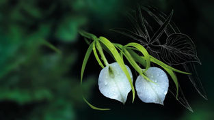 Faszinierende Welt der Orchideen: Neue Ausstellung im Botanischen Garten Prag startet heute