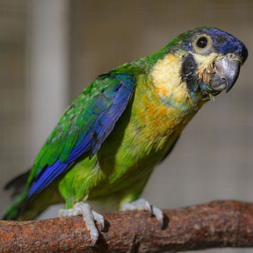 Besonderer Zuchterfolg: Prager Zoo freut sich über seltenen Papageiennachwuchs