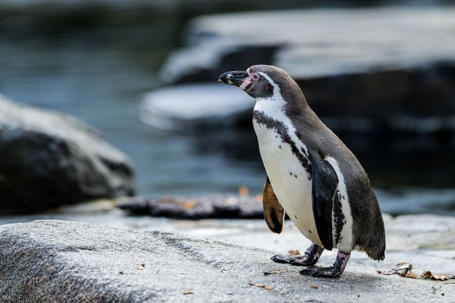 Prager Zoo feiert Vogelwochenende mit Weltpinguintag und Flamingotag