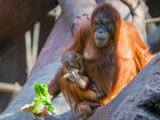 Zoo Praha feiert am Samstag den Internationalen Tag der Orang-Utans
