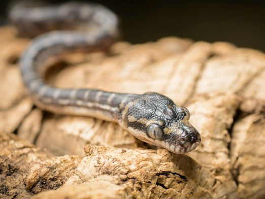 Prager Zoo verzeichnet erstmals Nachwuchs bei drei seltenen Schlangenarten