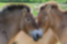 Prager Zoo startet neuen Transport von Wildpferden nach Kasachstan