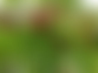 Prag investiert systematisch in Klimaanpassung – bereits über 570 Millionen Kronen für Hitzeschutz, Wasser und grüne Oasen