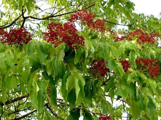 Prag investiert systematisch in Klimaanpassung – bereits über 570 Millionen Kronen für Hitzeschutz, Wasser und grüne Oasen