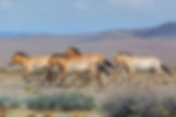 Prager Zoo startet neuen Transport von Wildpferden nach Kasachstan