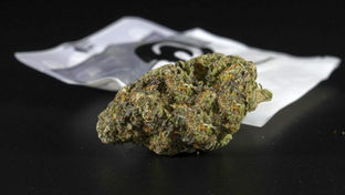 Prävention an Schulen und neue Risiken auf dem Drogenmarkt: Regierung reagiert auf synthetische Cannabinoide und Kratom