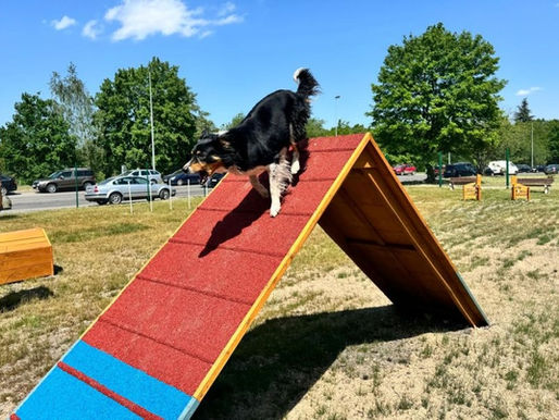 Erster Hundepark in Prag 6 eröffnet – Agility-Parcours auf Vypich lädt zum Spielen und Trainieren ein