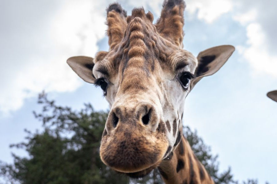 Neuer Zuchtbulle: Giraffenmännchen Finn zieht in den Prager Zoo