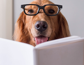 Smart dog wearing glasses reading a book about canine nutrition and holistic dog health