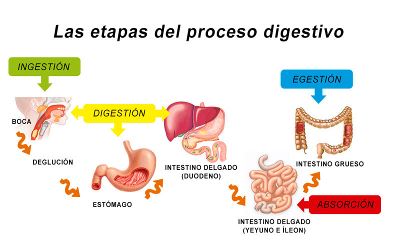 las-etapas-del-proceso-digestivo.jpg
